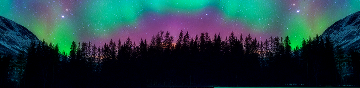 Aurora Borealis Northern Lights Behind the Trees